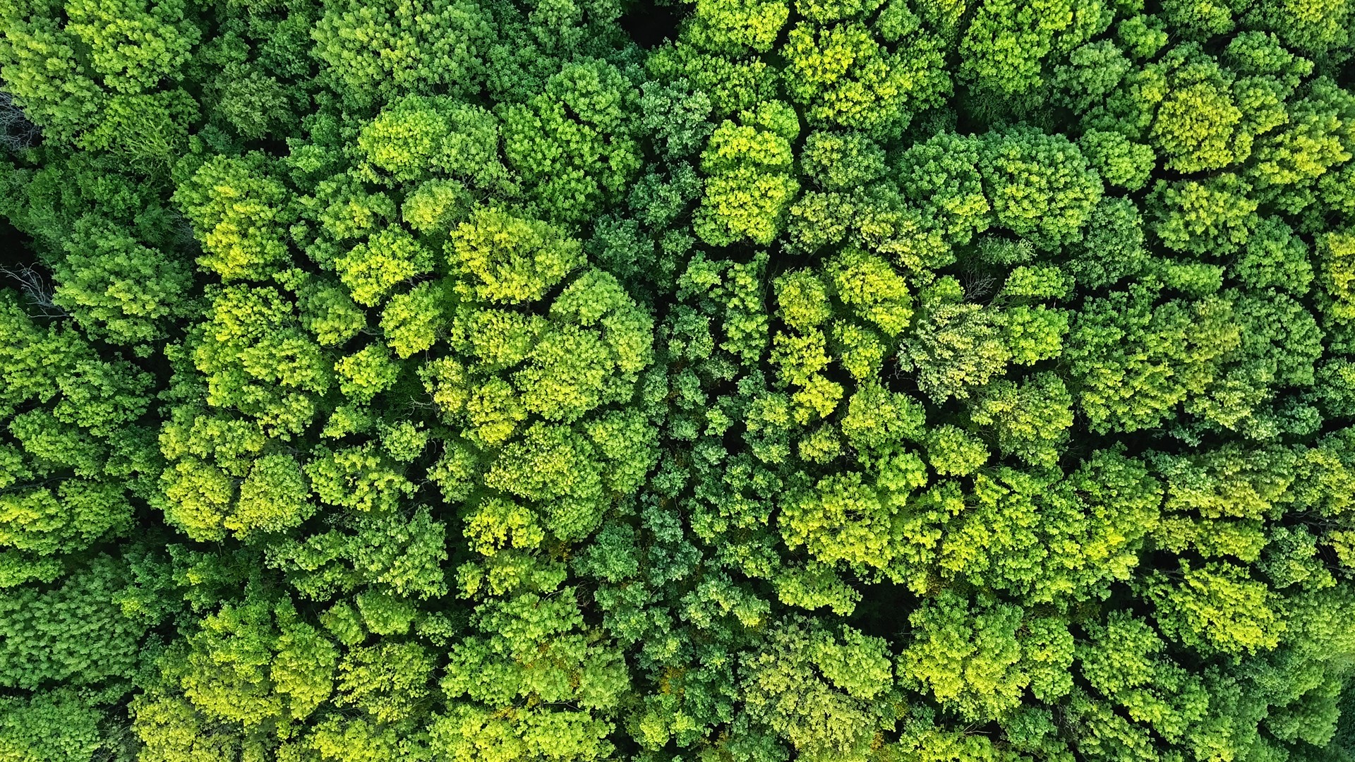 Arial shot of a vibrant green forest