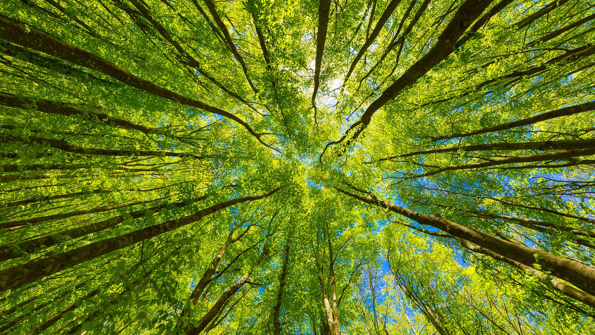 a vibrant green forest canopy shot from below. 